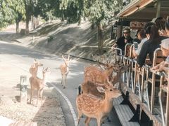 -清迈夜间动物园