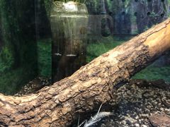 -上海大自然野生昆虫馆(东方明珠·爬宠昆虫探索中心)