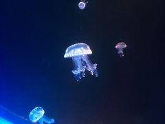 -锦艺城海洋馆