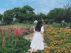 -紫颐香薰山谷景区