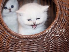 -喵zoo家庭繁育猫舍(尖东智能花园店)