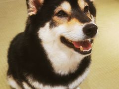 -逗柴咖啡屋·狗咖猫咖宠物桌游