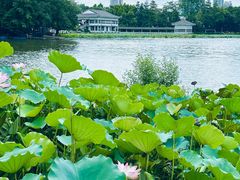 -荔湾湖公园