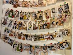 -Husky Go! 哈士奇体验馆·宠物咖啡厅狗咖