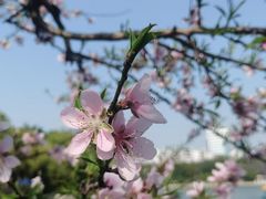 -西湖公园(鼓楼区)
