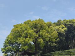 -龙井村