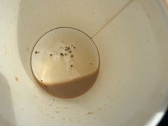 -Peet's Coffee皮爷咖啡(德基店)