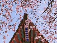 -桃花堤公园