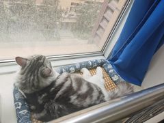 -天使宠物医院·犬猫分诊(彩虹店)