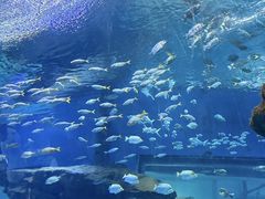 -海合安武汉极地海洋公园