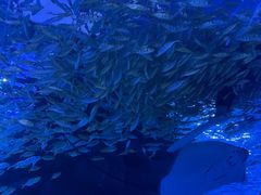 -江和美海洋公园