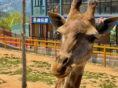 -西霞口神雕山野生动物世界
