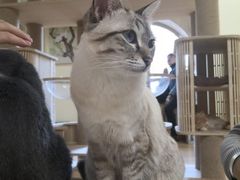 -猫和宫(六道口店)