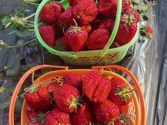 -精灵农庄