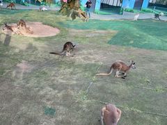 -西霞口神雕山野生动物世界