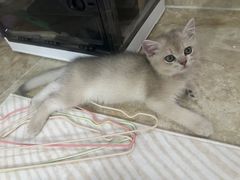 -lincat·猫舍(广州店)