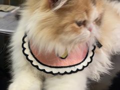 -猫大福·Fortune Cat猫舍(百子湾店)