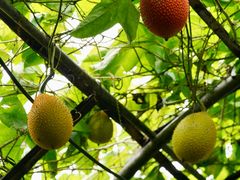 -Ohkajhu Organic Farm Sansai