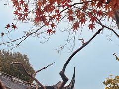 -秋霞圃