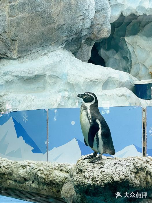 帝企鹅自助餐厅•儿童岛•真企鹅(长隆企鹅酒店)图片