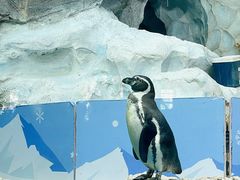 -帝企鹅自助餐厅•儿童岛•真企鹅(长隆企鹅酒店)