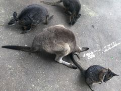 -费瑟代尔野生动物园