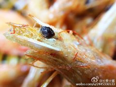 铁锅靠大鹅-天鹅铁锅㸆大鹅