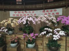 -东南花都花博园