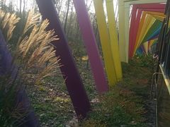 -合肥滨湖国家森林公园