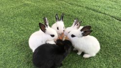 -萌宠亲子动物乐园(槐房万达店)