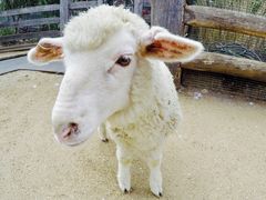 -费瑟代尔野生动物园