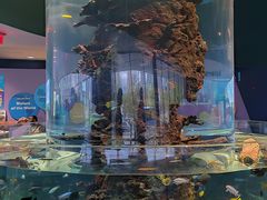 -瑞普利水族馆