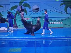 -石家庄极地海洋世界