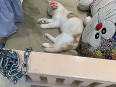 -藏猫猫咖啡主题馆(中央大道店)