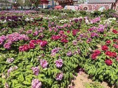 -曹州百花园