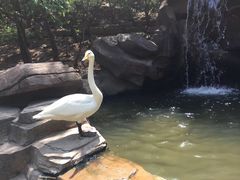 -燕塞湖鸟语林景区