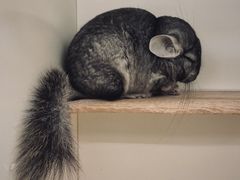 -龙猫仔乐园(惠福东路店)