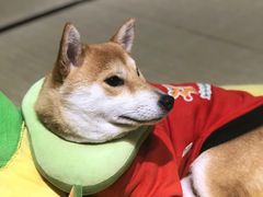 -逗柴咖啡屋·狗咖猫咖宠物桌游