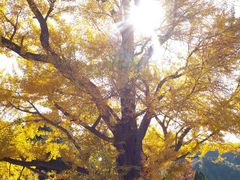 景点-遵化市禅林寺古银杏风景园