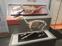 -国家自然博物馆