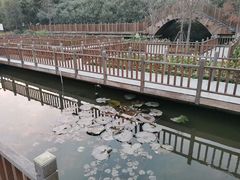 -五缘湾湿地公园