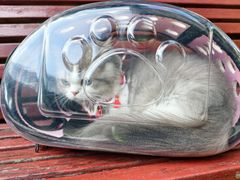 -小猫来了·猫咪专售(红山六九七九店)