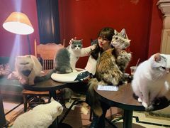 -猫色咖啡·猫咖