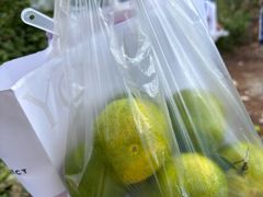 -前小桔亲子创意农场·草莓采摘·露营烧烤