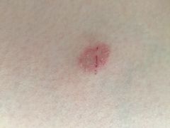 -北京观赏动物医院·24小时大型综合·猫专科·异宠专科