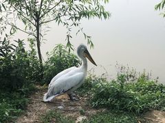 -长兴太湖图影湿地文化园
