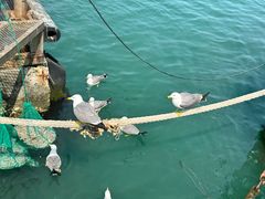 -海驴岛(荣成市)