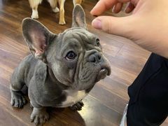 -柯斗斗主题餐厅·狗咖·围炉煮茶·茶饮(国瑞升平里店)