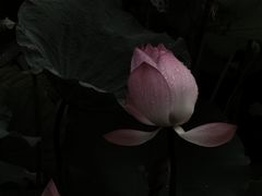-荔湾湖公园