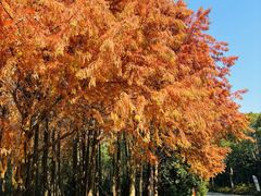 -上海海湾国家森林公园